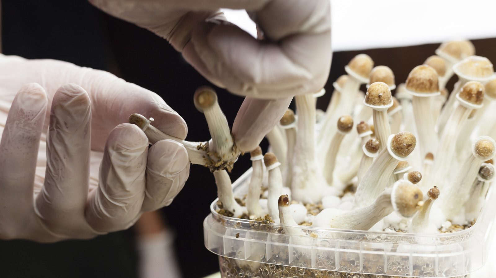 Strange Side Effects Of Using Psilocybin Mushrooms – Health Digest